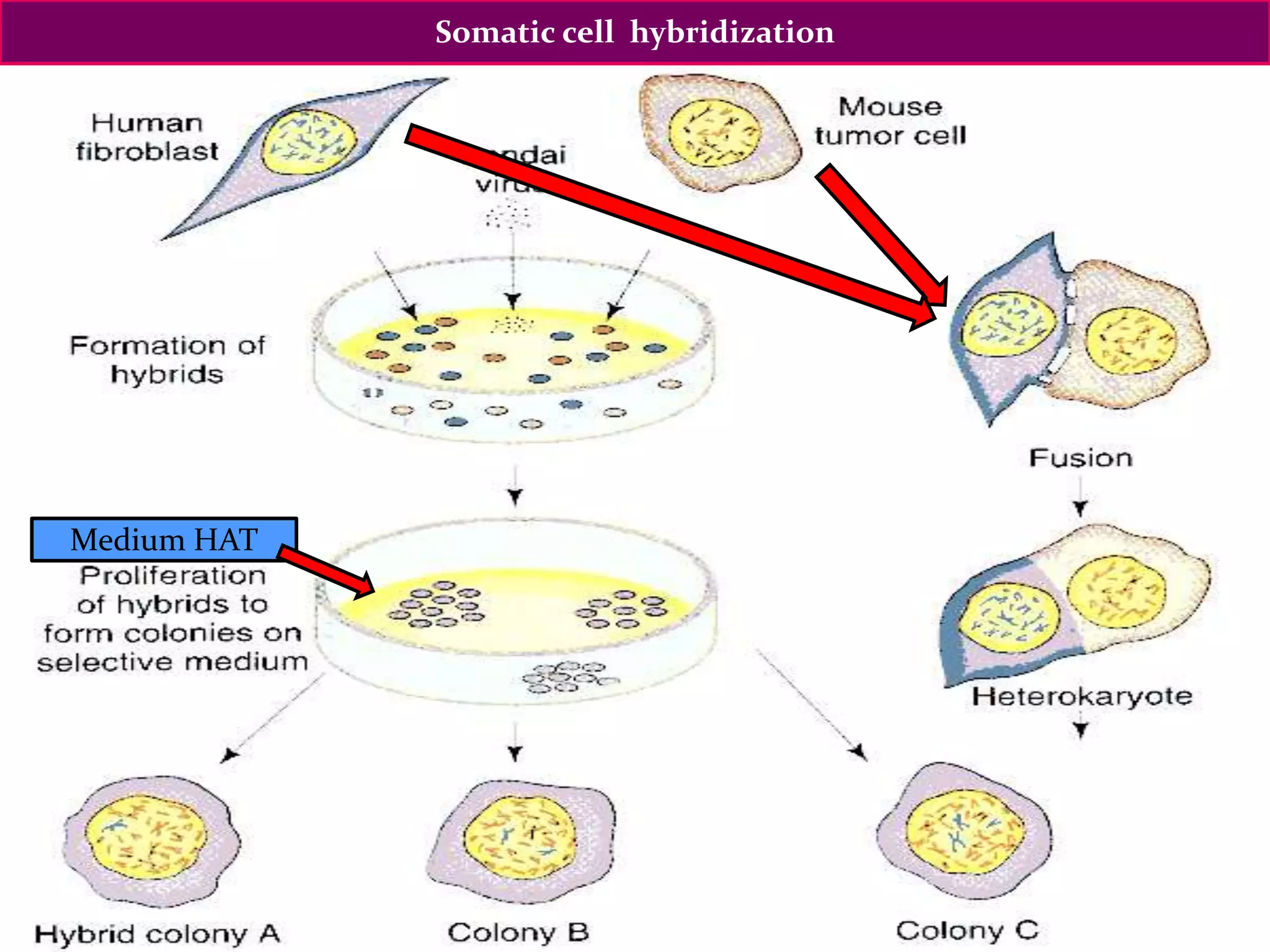 Somatic cell hybridization
Medium HAT
 