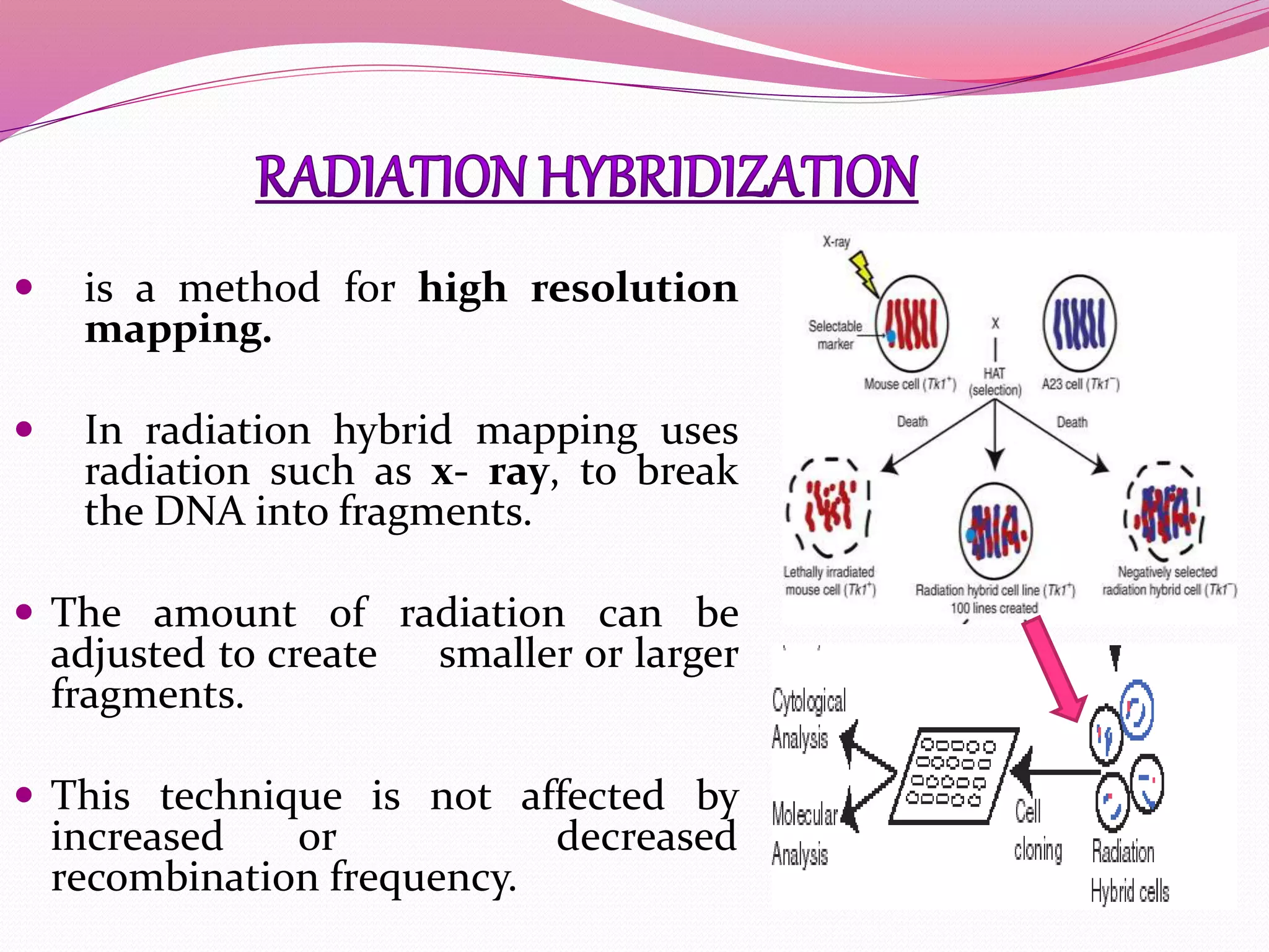  is a method for high resolution
mapping.
 In radiation hybrid mapping uses
radiation such as x- ray, to break
the DNA into fragments.
 The amount of radiation can be
adjusted to create smaller or larger
fragments.
 This technique is not affected by
increased or decreased
recombination frequency.
 