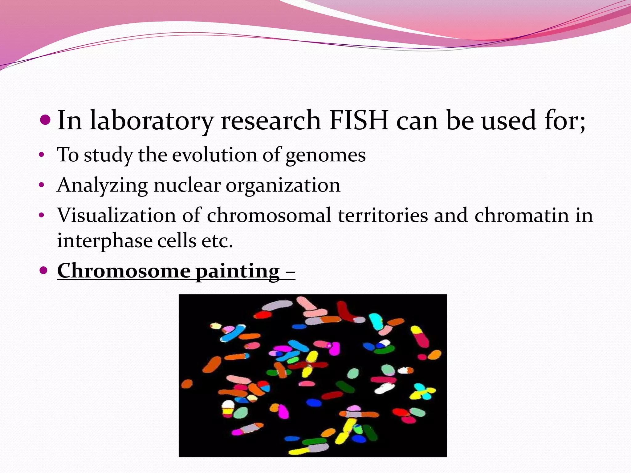  In laboratory research FISH can be used for;
• To study the evolution of genomes
• Analyzing nuclear organization
• Visualization of chromosomal territories and chromatin in
interphase cells etc.
 Chromosome painting –
 