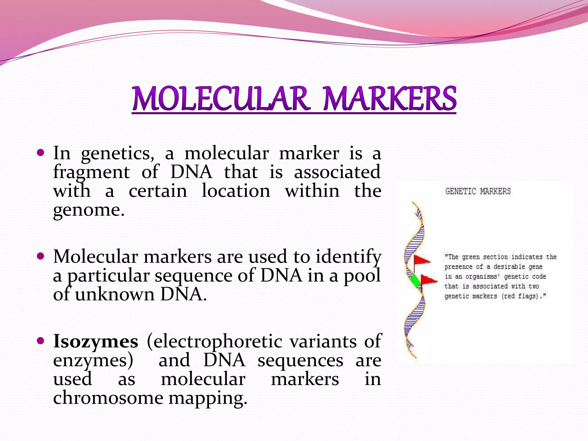  In genetics, a molecular marker is a
fragment of DNA that is associated
with a certain location within the
genome.
 Molecular markers are used to identify
a particular sequence of DNA in a pool
of unknown DNA.
 Isozymes (electrophoretic variants of
enzymes) and DNA sequences are
used as molecular markers in
chromosome mapping.
 