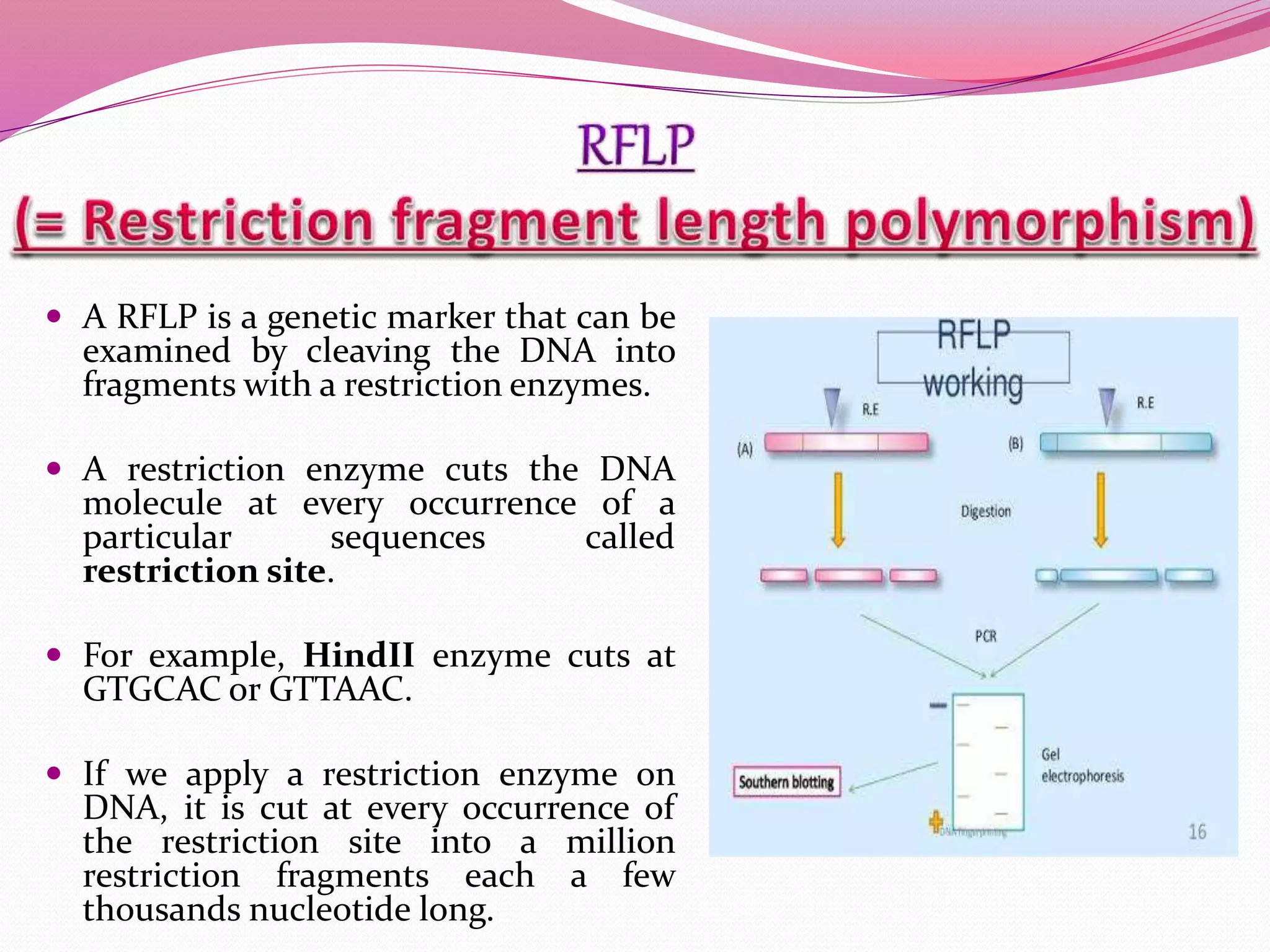 A RFLP is a genetic marker that can be
examined by cleaving the DNA into
fragments with a restriction enzymes.
 A restriction enzyme cuts the DNA
molecule at every occurrence of a
particular sequences called
restriction site.
 For example, HindII enzyme cuts at
GTGCAC or GTTAAC.
 If we apply a restriction enzyme on
DNA, it is cut at every occurrence of
the restriction site into a million
restriction fragments each a few
thousands nucleotide long.
 
