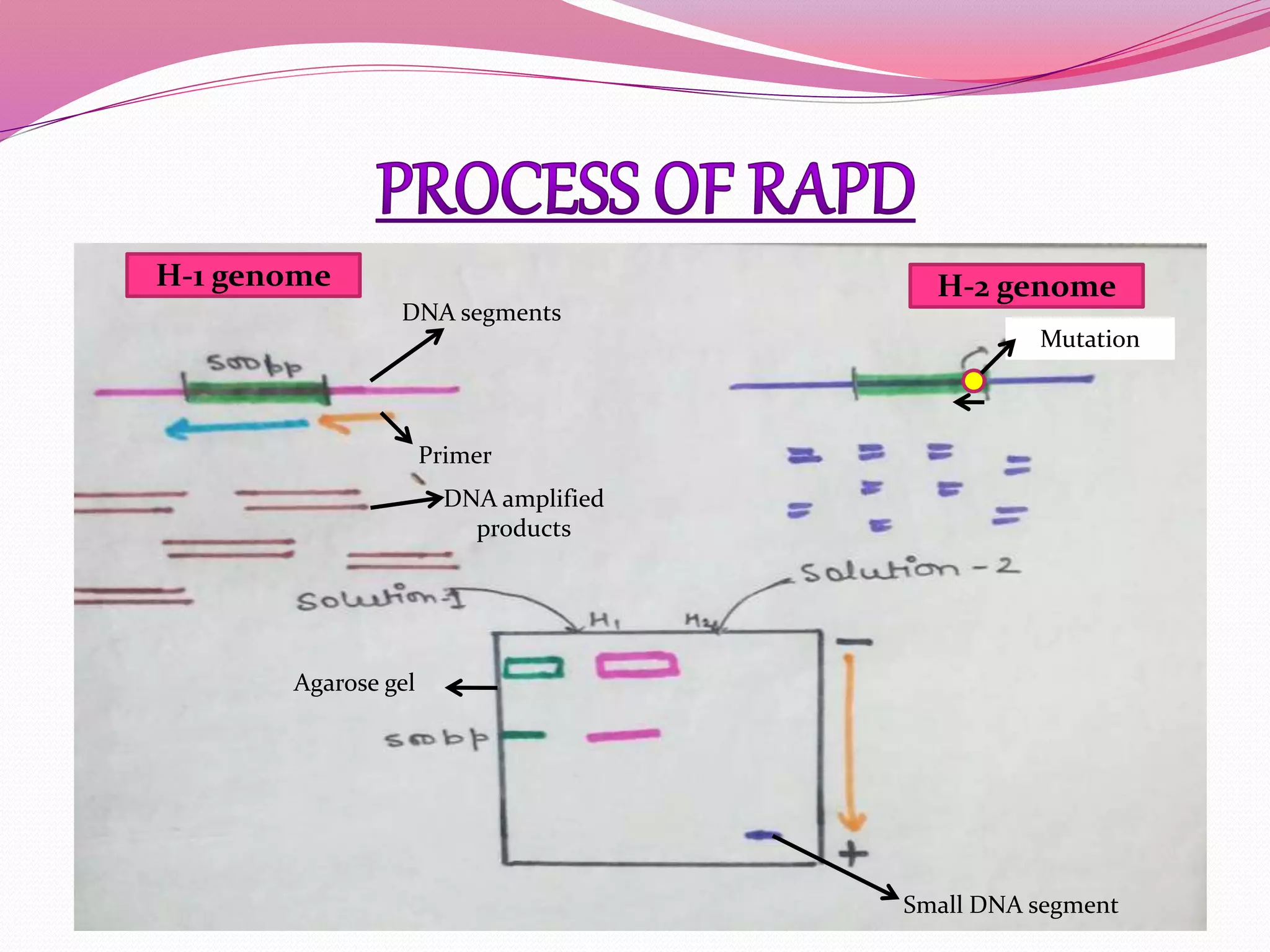 Primer
Agarose gel
Mutation
DNA amplified
products
DNA segments
Small DNA segment
H-1 genome H-2 genome
 