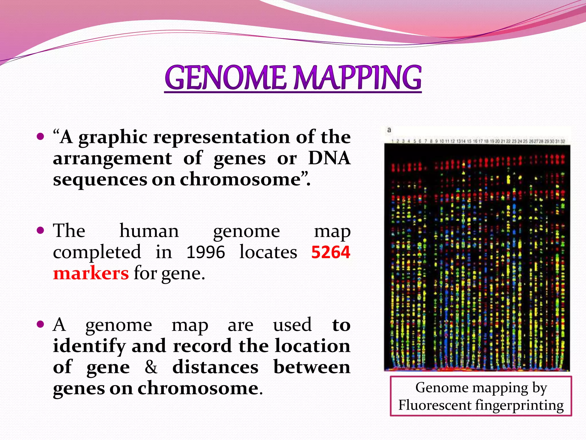  “A graphic representation of the
arrangement of genes or DNA
sequences on chromosome”.
 The human genome map
completed in 1996 locates 5264
markers for gene.
 A genome map are used to
identify and record the location
of gene & distances between
genes on chromosome. Genome mapping by
Fluorescent fingerprinting
 