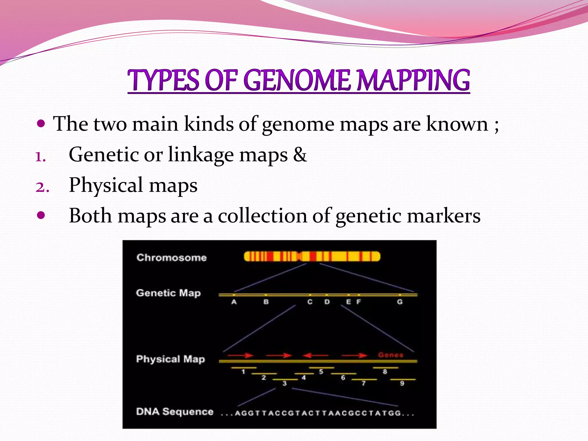  The two main kinds of genome maps are known ;
1. Genetic or linkage maps &
2. Physical maps
 Both maps are a collection of genetic markers
 