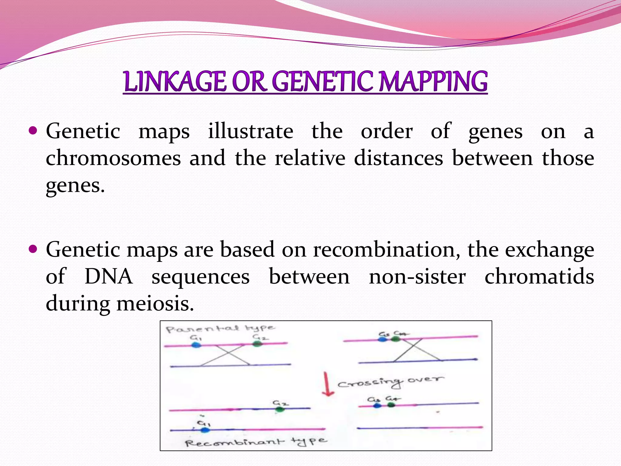  Genetic maps illustrate the order of genes on a
chromosomes and the relative distances between those
genes.
 Genetic maps are based on recombination, the exchange
of DNA sequences between non-sister chromatids
during meiosis.
 