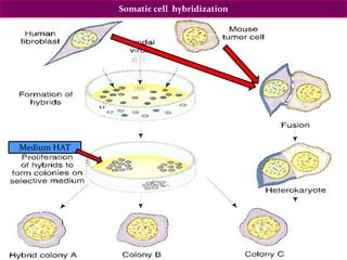 Somatic cell hybridization
Medium HAT
 