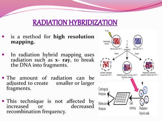  is a method for high resolution
mapping.
 In radiation hybrid mapping uses
radiation such as x- ray, to break
the DNA into fragments.
 The amount of radiation can be
adjusted to create smaller or larger
fragments.
 This technique is not affected by
increased or decreased
recombination frequency.
 
