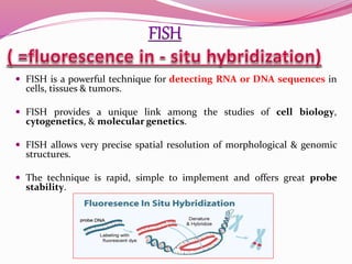  FISH is a powerful technique for detecting RNA or DNA sequences in
cells, tissues & tumors.
 FISH provides a unique link among the studies of cell biology,
cytogenetics, & molecular genetics.
 FISH allows very precise spatial resolution of morphological & genomic
structures.
 The technique is rapid, simple to implement and offers great probe
stability.
 