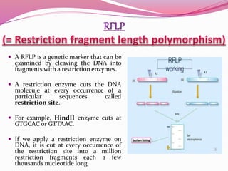  A RFLP is a genetic marker that can be
examined by cleaving the DNA into
fragments with a restriction enzymes.
 A restriction enzyme cuts the DNA
molecule at every occurrence of a
particular sequences called
restriction site.
 For example, HindII enzyme cuts at
GTGCAC or GTTAAC.
 If we apply a restriction enzyme on
DNA, it is cut at every occurrence of
the restriction site into a million
restriction fragments each a few
thousands nucleotide long.
 