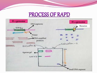 Primer
Agarose gel
Mutation
DNA amplified
products
DNA segments
Small DNA segment
H-1 genome H-2 genome
 