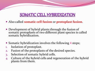  Also called somatic cell fusion or protoplast fusion.
 Development of hybrid plants through the fusion of
somatic protoplasts of two different plant species is called
somatic hybridization.
 Somatic hybridization involves the following 4 steps;
1. Isolation of protoplast.
2. Fusion of the protoplasts of the desired species.
3. Selection of somatic hybrid cells.
4. Culture of the hybrid cells and regeneration of the hybrid
plants from them.
 