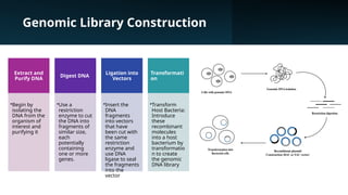 Map Genome Library Genome Mapping using cDNA library & reverse transcriptase | PPTX