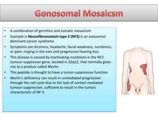• A combination of germline and somatic mosaicism
• Example is Neurofibromatosis type 2 (NF2) is an autosomal
dominant cancer syndrome
• Symptoms are dizziness; headache; facial weakness, numbness,
or pain; ringing in the ears and progressive hearing loss.
• This disease is caused by inactivating mutations in the NF2
tumour-suppressor gene, located in 22q12, that normally gives
rise to a product called Merlin.
• This peptide is thought to have a tumor-suppressive function
• Merlin's deficiency can result in unmediated progression
through the cell cycle due to the lack of contact-mediated
tumour suppression, sufficient to result in the tumors
characteristic of NF II.
 