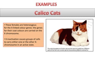 • These females are heterozygous
for the X-linked colour genes: the genes
for their coat colours are carried on the
X chromosome.
• X-inactivation causes groups of cells
to carry either one or the other X-
chromosome in an active state.
 