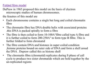 Genome organization in eukaryotes (molecular biology) | PPTX