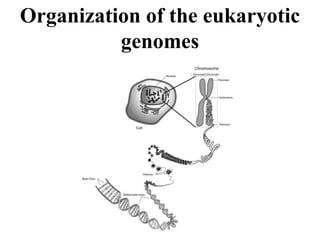 Organization of the eukaryotic
genomes
 