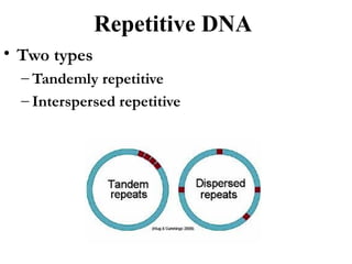 Genome organisation in eukaryotes...........!!!!!!!!!!! | PPT