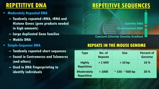 Genome organisation | PDF