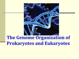 The Genome Organization of
Prokaryotes and Eukaryotes
 