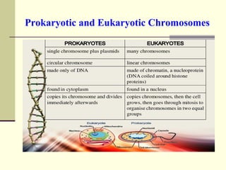 Prokaryotic and Eukaryotic Chromosomes
 