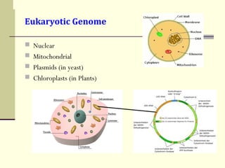 Eukaryotic Genome
 Nuclear
 Mitochondrial
 Plasmids (in yeast)
 Chloroplasts (in Plants)
 