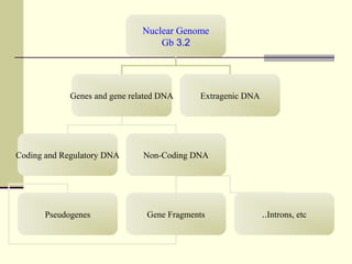 Nuclear Genome
3.2Gb
Genes and gene related DNA Extragenic DNA
Coding and Regulatory DNA Non-Coding DNA
Pseudogenes Gene Fragments Introns, etc..
 