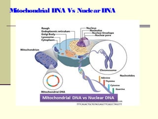 Mitochondrial DNA Vs NuclearDNA
 