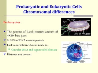 Prokaryotic and Eukaryotic Cells
Chromosomal differences
Prokaryotes
 The genome of E.coli contains amount of
4X106
base pairs
 > 90% of DNA encode protein
 Lacks a membrane-bound nucleus.
 Circular DNA and supercoiled domain
 Histones not present
 