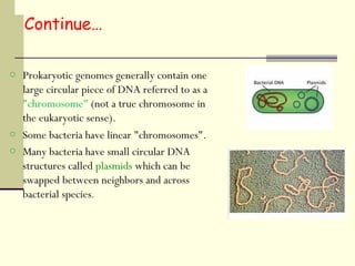 o Prokaryotic genomes generally contain one
large circular piece of DNA referred to as a
"chromosome" (not a true chromosome in
the eukaryotic sense).
o Some bacteria have linear "chromosomes".
o Many bacteria have small circular DNA
structures called plasmids which can be
swapped between neighbors and across
bacterial species.
Continue…
 