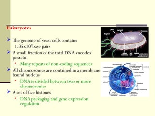 Eukaryotes
 The genome of yeast cells contains
1.35x107
base pairs
 A small fraction of the total DNA encodes
protein.
• Many repeats of non-coding sequences
 All chromosomes are contained in a membrane
bound nucleus
• DNA is divided between two or more
chromosomes
 A set of five histones
• DNA packaging and gene expression
regulation
 