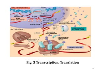 Fig: 3 Transcription, Translation
11
 