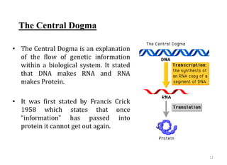 The Central Dogma
• The Central Dogma is an explanation
of the flow of genetic information
within a biological system. It stated
that DNA makes RNA and RNA
makes Protein.
• It was first stated by Francis Crick
1958 which states that once
“information” has passed into
protein it cannot get out again.
12
 