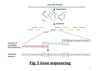 20
Fig: 5 Gene sequencing
 