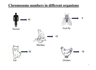 Chromosome numbers in different organisms
46
8
42
78
Human Fruit fly
Monkey
Chicken
6
38
Cat
 