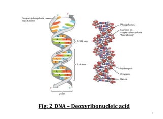 7
Fig: 2 DNA – Deoxyribonucleic acid
 