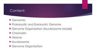 Genome Organization Presentation Ppt Pptx
