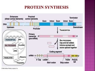 Genome organization and gene expression and its regulation | PPTX
