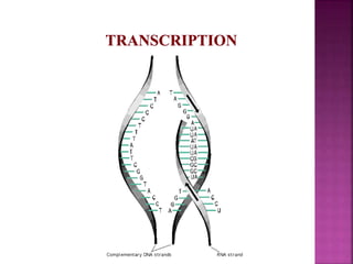 Genome organization and gene expression and its regulation | PPTX