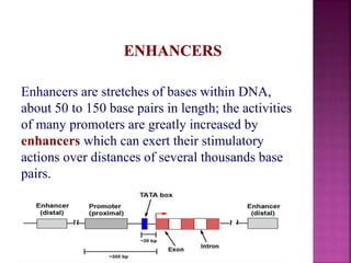 Genome organization and gene expression and its regulation | PPTX