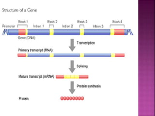 Genome organization and gene expression and its regulation | PPTX