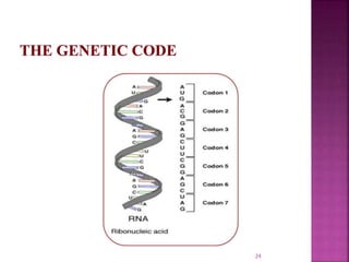 Genome organization and gene expression and its regulation | PPTX