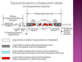Genome organization and gene expression and its regulation | PPTX