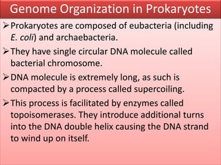 Prokaryotes are composed of eubacteria (including
E. coli) and archaebacteria.
They have single circular DNA molecule called
bacterial chromosome.
DNA molecule is extremely long, as such is
compacted by a process called supercoiling.
This process is facilitated by enzymes called
topoisomerases. They introduce additional turns
into the DNA double helix causing the DNA strand
to wind up on itself.
Genome Organization in Prokaryotes
 