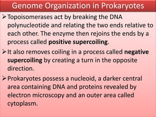 Topoisomerases act by breaking the DNA
polynucleotide and relating the two ends relative to
each other. The enzyme then rejoins the ends by a
process called positive supercoiling.
It also removes coiling in a process called negative
supercoiling by creating a turn in the opposite
direction.
Prokaryotes possess a nucleoid, a darker central
area containing DNA and proteins revealed by
electron microscopy and an outer area called
cytoplasm.
Genome Organization in Prokaryotes
 