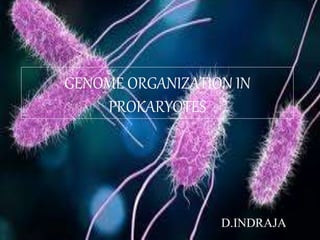 GENOME ORGANIZATION IN
PROKARYOTES
D.INDRAJA
 
