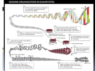 Genome organization and Gene Expression | PPTX