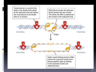 Genome organization and Gene Expression | PPTX