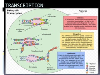 Genome organization and Gene Expression | PPTX