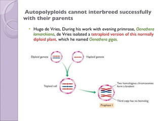   Autopolyploids cannot interbreed successfully with their parents   Hugo de Vries, During his work with evening primrose,  Oenothera lamarckiana , de Vries isolated a  tetraploid version of this normally diploid plant,  which he named  Oenothera gigas .  