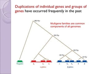 Duplications of individual genes and groups of genes  have occurred frequently in the past Multigene families are common components of all genomes 